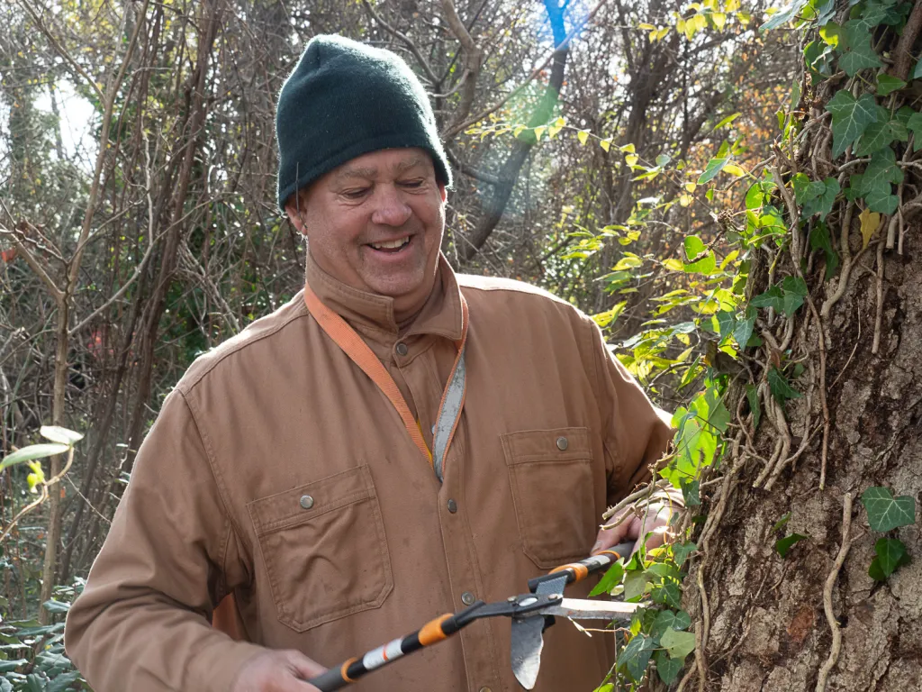 man cutting ivy from tree