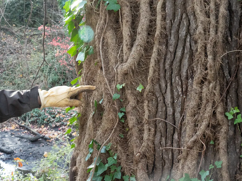 hand pointing to ivy on tree