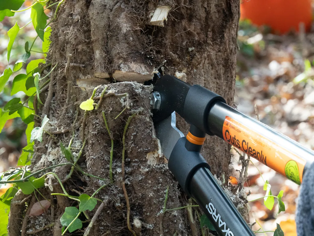 clippers cutting ivy from tree