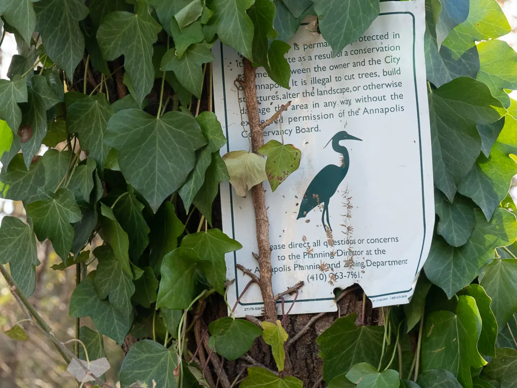 ivy on tree with notice