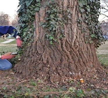 cutting ivy