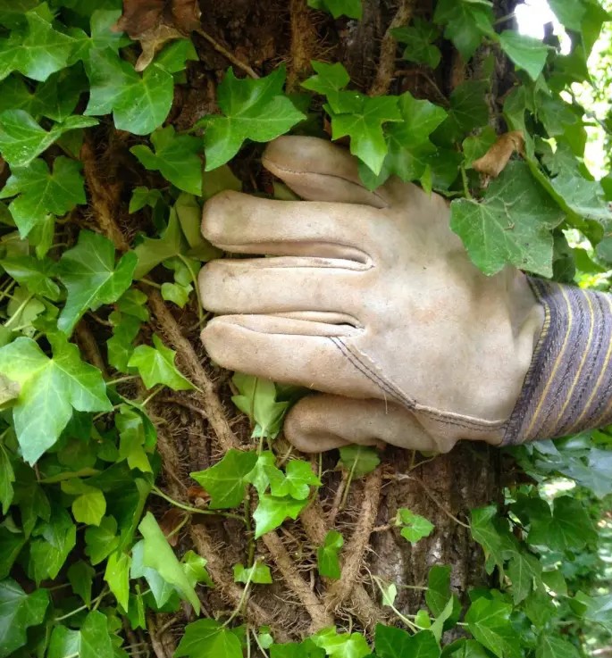 ivy on tree trunk