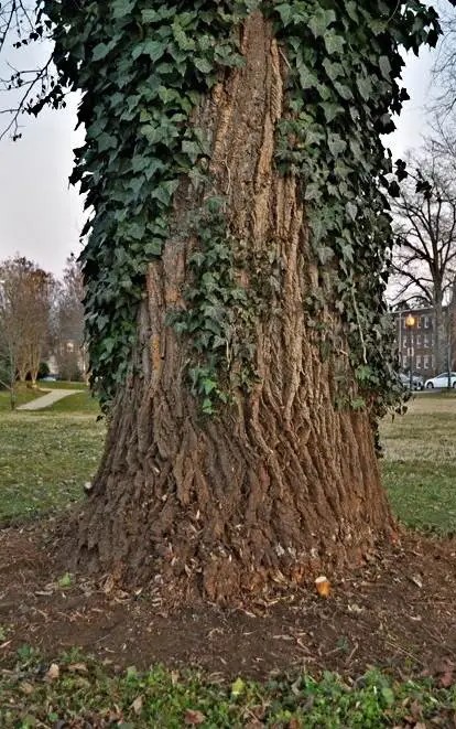 ivy cut from bottom of tree