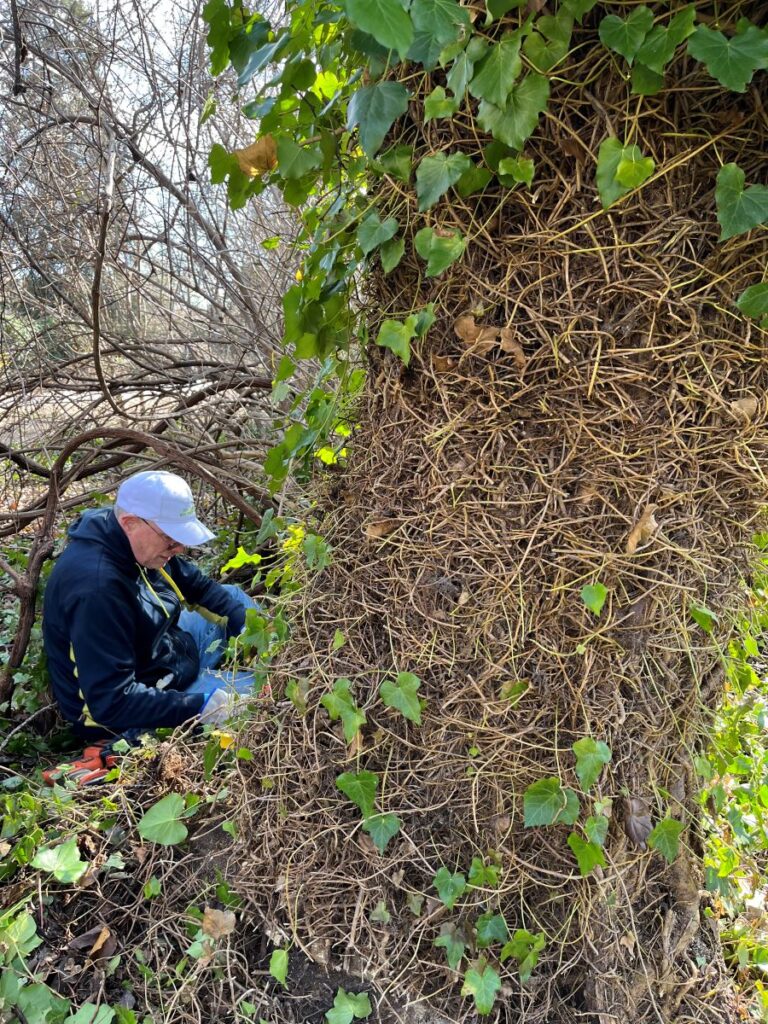 volunteer removing ivy from tree