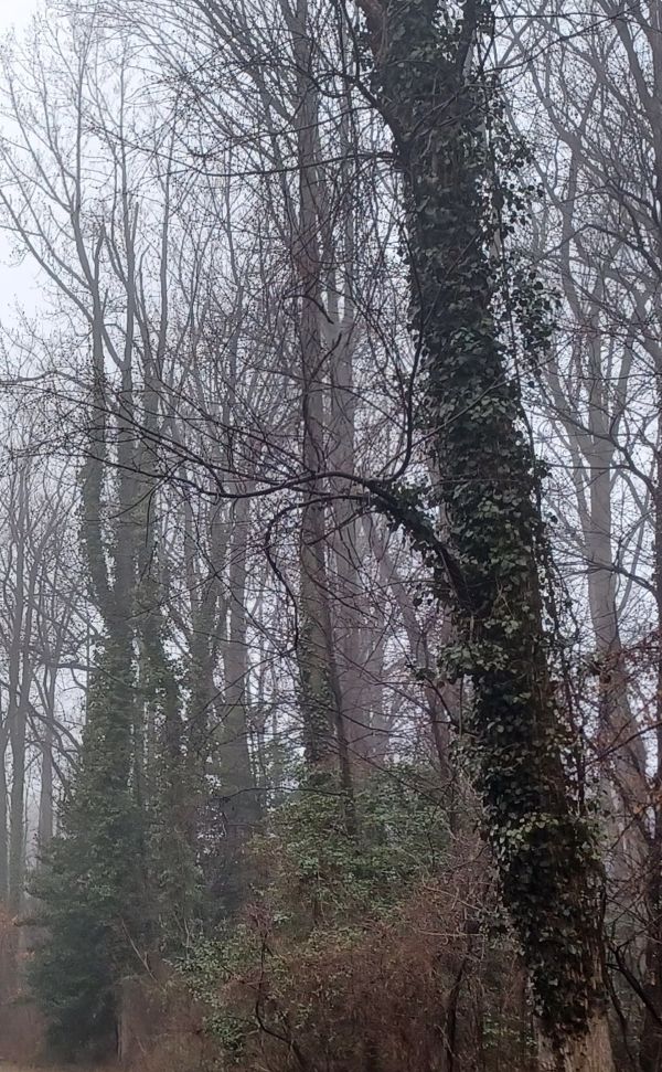 trees with ivy