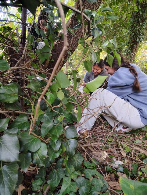 volunteers clearing ivy