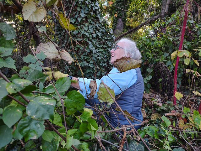 volunteer clearing ivy