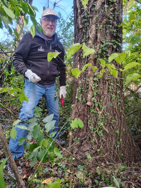 volunteer clearing ivy