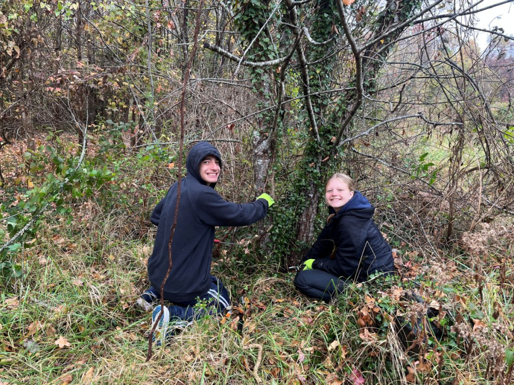 students removing ivy from trees