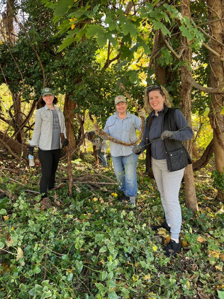 ivy removing volunteers