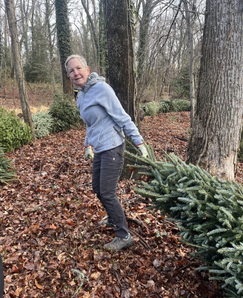 person pulling Christmas tree