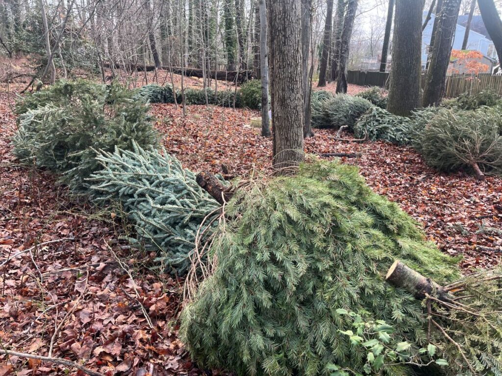 ring of discarded Christmas trees