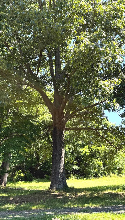 tree